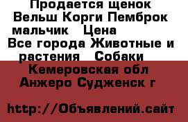 Продается щенок Вельш Корги Пемброк мальчик › Цена ­ 65 000 - Все города Животные и растения » Собаки   . Кемеровская обл.,Анжеро-Судженск г.